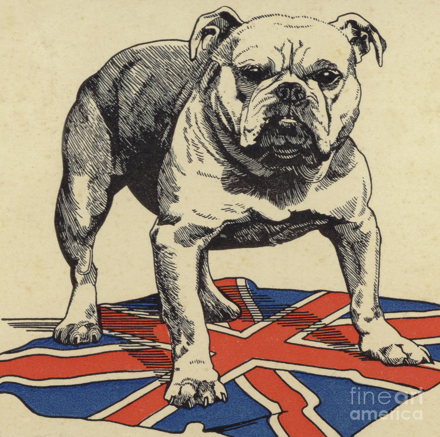 british-bulldog-standing-on-the-union-ja